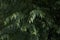 Celtis australis branches
