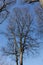 Celtis australis tree