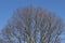 Celtis australis tree silhouette