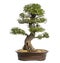 Celtis bonsai tree, hackberries, isolated