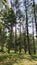Cemara Forest