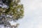 Cemara laut, Casuarina equisetifolia, leaves with white cloudy sky background