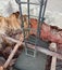 Cement concrete foundation hole with deformed bars closeup in construction site.