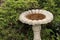 cement concrete gray birdbath with bush behind and no birds in it. p