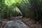 Cement path in the middle of a bamboo grove forming a rounded tunnel. Sao Paulo Botanical Garden