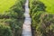 Cement slabs are arranged in a corridor, Between rice fields and basil trees