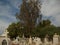 Cemetary/ graves and beautiful trees