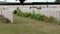 Cemetery at the Canadian National Vimy Memorial, France