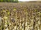 Cemetery of dead sunflowers