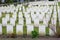 Cemetery fallen soldiers World War I Flanders Belgium