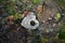 On  cemetery floor heart of clay is attached to a tree stump