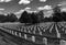Cemetery full of aligned headstones