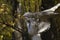 Cemetery gothic angel sculpture in autumn forest park