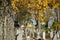 Cemetery grave monument cross colorful tree autumn