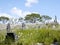 Cemetery on a hill surrounded by wildflowers