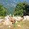 Cemetery in little Corsican mountain village