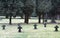 Cemetery with a row of old stone tombstones lined in the meadow. Gloomy, foggy, sad and quite atmosphere