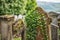 Cemetery, scotland historical gravestones with plant