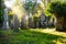 Cemetery With Sunray In Autumn