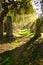 Cemetery With Sunray In Autumn