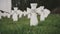 Cemetery of white military crosses 3