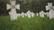 Cemetery of white military crosses 4