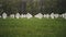 Cemetery of white military crosses 5