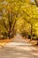 A cemetry avenue in autumn with trees withs yellow leafs