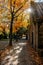 A cemetry avenue in autumn with trees withs yellow leafs