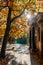 A cemetry avenue in autumn with trees withs yellow leafs