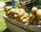 Cempedak fruit which is still a jackfruit plant family