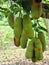 Cempedak hanging from the tree. The taste of the fruit is sweet.