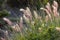 Cenchrus purpureus, synonym Pennisetum purpureum,
