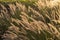 Cenchrus purpureus, synonym Pennisetum purpureum, . Flora of Israel