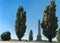 Cenotaph war memorial between trees in Hobart, Australia.