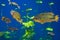 Cenote sinkhole Cichlids fishes Riviera Maya