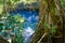 Cenote sinkhole in rainforest mayan jungle