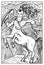 Centaur. Engraved fantasy illustration