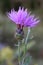 Centaurea affinis, Compositae