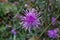 Centaurea affinis, Compositae