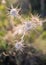 Centaurea calcitrapa, wild plant, commonly known as the star thistle in the summer in prairie in Cappadocia in Turkey