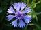 Centaurea cyannus L.