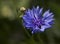 Centaurea cyanus