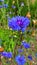 Centaurea Cyanus blue flower