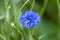 Centaurea cyanus, commonly known as cornflower