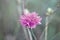 Centaurea cyanus, commonly known as cornflower