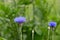 Centaurea cyanus, cornflower, bachelor`s button blue flowers