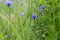 Centaurea cyanus, cornflower, bachelor`s button blue flowers