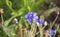 Centaurea cyanus - cornflower blue