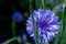 Centaurea cyanus cornflowers beautiful blue flowers